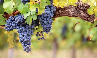 Die besten 500 Weingüter Deutschlands © Canva