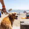 Zum Programm der BauWatch-Events gehören geführte Spaziergänge und Wasserrettungsvorführungen mit Hundestaffeln © BiHoliday