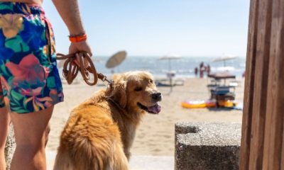 Zum Programm der BauWatch-Events gehören geführte Spaziergänge und Wasserrettungsvorführungen mit Hundestaffeln © BiHoliday