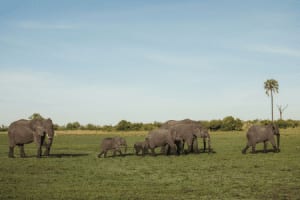 Das Gebiet beheimatet große Büffel- und Elefantenherden, Löwen, Leoparden sowie über 430 Vogelarten © Natural Selection