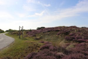 Heidelandschaft auf Wangerooge ©Kurverwaltung Wangerooge