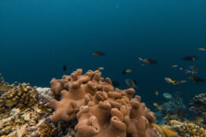 ssvr_house_reef_2026_1.png