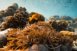ssvr_house_reef_2026_2.png